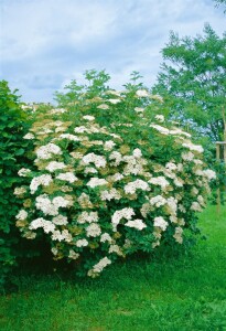 Sambucus nigra C 5 60- 100