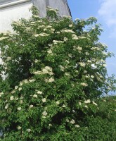 Sambucus nigra C 5 60- 100