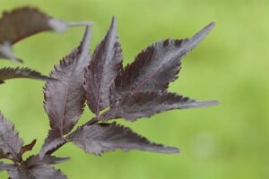 Sambucus nigra Black Beauty  -R- 60- 80 cm