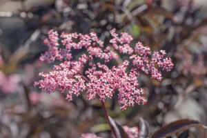 Sambucus nigra Black Beauty  -R- 80- 100