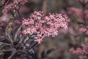 Sambucus nigra Black Beauty  -R- 80- 100