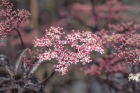 Sambucus nigra Black Beauty  -R- 80- 100