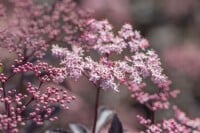 Sambucus nigra Black Beauty  -R- 80- 100