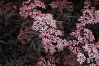 Sambucus nigra Black Beauty  -R- 80- 100