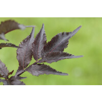 Sambucus nigra Black Beauty  -R- 40- 60 cm