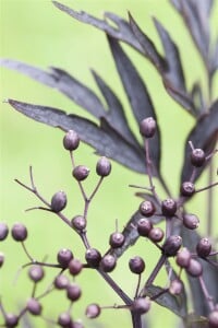 Sambucus nigra Black Lace  -R--S- 5L 40-  60