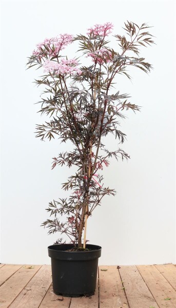 Sambucus nigra Black Lace  -R--S- 60- 80 cm