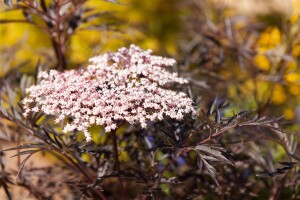 Sambucus nigra Black Lace  -R--S- 60- 80 cm