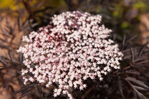 Sambucus nigra Black Lace  -R--S- 60- 80 cm