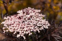 Sambucus nigra Black Lace  -R--S- 60- 80 cm