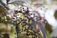 Sambucus nigra Black Lace  -R--S- 60- 80 cm