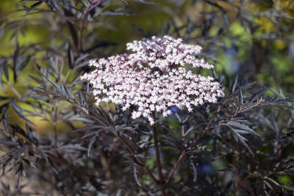 Sambucus nigra Black Lace  -R--S- 80- 100 cm