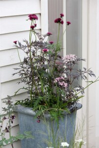 Sambucus nigra Black Lace  -R--S- 80- 100 cm