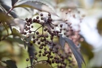 Sambucus nigra Black Lace  -R--S- 80- 100 cm