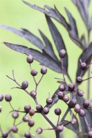 Sambucus nigra Black Lace  -R--S- 80- 100 cm