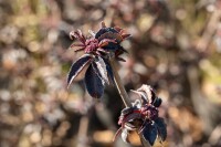 Sambucus nigra Black Tower  -R- 40- 60 cm