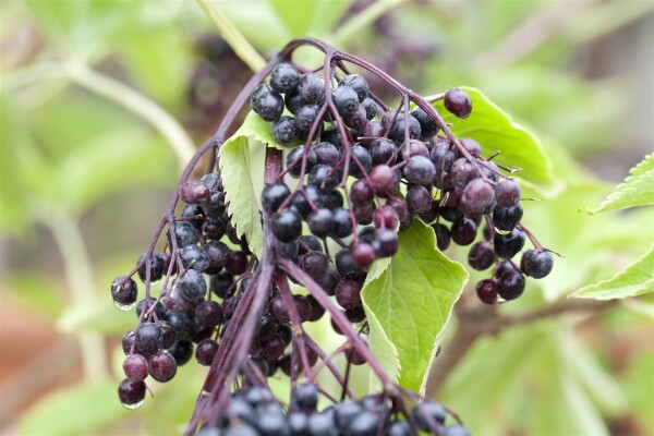 Sambucus nigra Haschberg 40- 60 cm