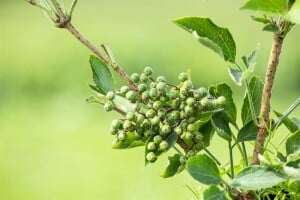 Sambucus nigra Haschberg 40- 60 cm