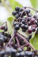 Sambucus nigra Haschberg 40- 60 cm