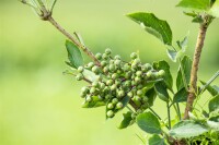 Sambucus nigra Haschberg 40- 60 cm