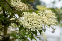 Sambucus nigra Haschberg 40- 60 cm