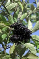 Sambucus nigra Haschberg 40- 60 cm