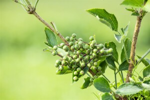 Sambucus nigra Haschberg C 20 100- 125