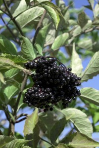 Sambucus nigra Haschberg C 20 100- 125