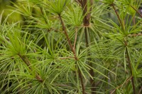 Sciadopitys verticillata C 5 30-  40