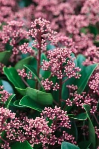 Skimmia japonica Rubella C2 20- 30