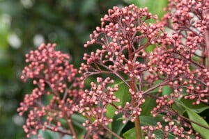 Skimmia japonica Rubella C2 20- 30