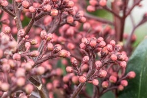 Skimmia japonica Rubella C2 20- 30