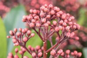 Skimmia japonica Rubella C2 20- 30