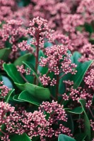 Skimmia japonica Rubella C2 20- 30