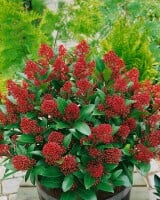 Skimmia japonica Rubella C2 20- 30