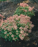 Skimmia japonica Rubella C2 20- 30