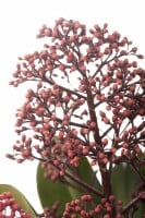 Skimmia japonica Rubella C2 20- 30