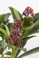 Skimmia japonica Rubella C2 20- 30