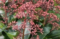 Skimmia japonica Rubella C2 20- 30