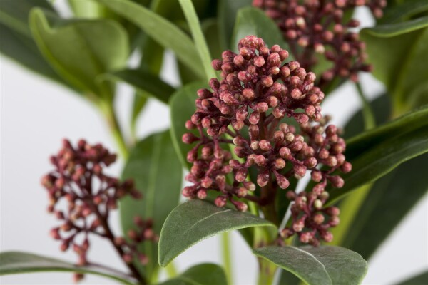 Skimmia japonica Rubella C3 30- 40