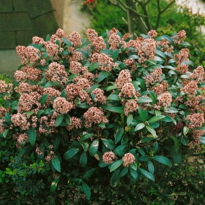 Skimmia japonica Rubella C3 30- 40