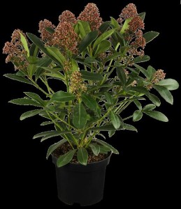 Skimmia japonica Rubella C3 30- 40