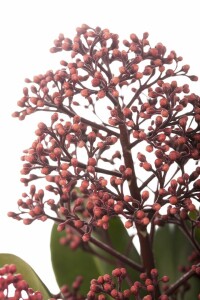 Skimmia japonica Rubella C3 30- 40