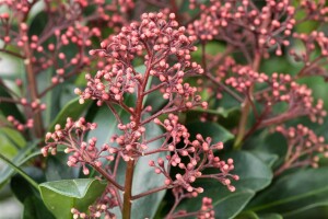 Skimmia japonica Rubella C3 30- 40