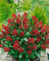 Skimmia japonica Rubella C3 30- 40