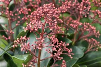 Skimmia japonica Rubella C3 30- 40