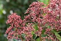 Skimmia japonica Rubella C3 30- 40