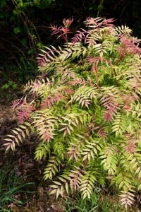 Sorbaria sorbifolia Sem  -S- 3L 30-  40