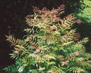 Sorbaria sorbifolia Sem  -S- 3L 30-  40