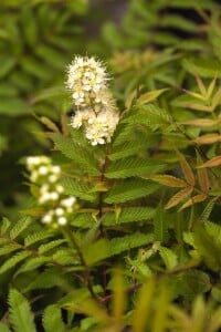 Sorbaria sorbifolia Sem  -S- 3L 30-  40